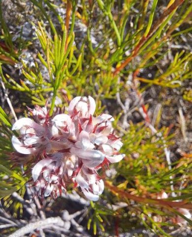 Serruria species